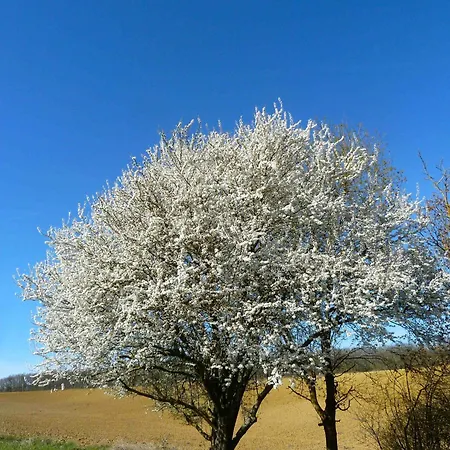 Au Coeur De La Gascogne Artistique Semesterbostad Montesquiou
